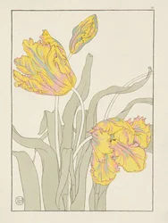 Tulip by J. Foord, plate 16 from Decorative Flower Studies, 1899